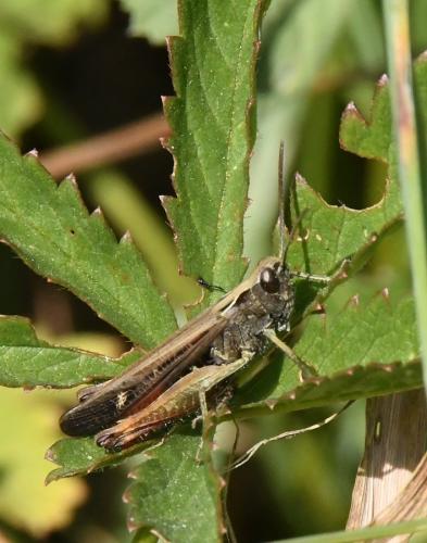 Réf. 215 699 : Omocestus rufipes